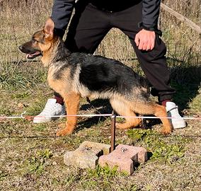 Pastore tedesco cucciola