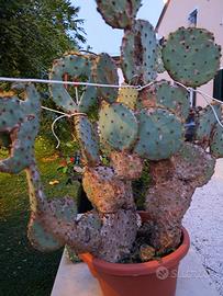 Pianta di opuntia carnosa o Fico d'India