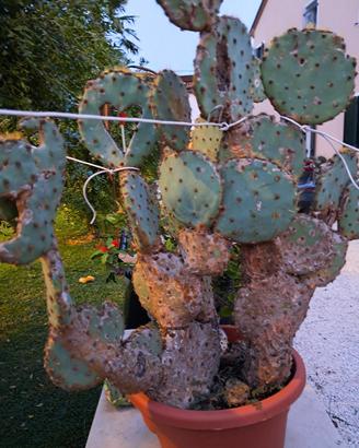 Pianta di opuntia carnosa o Fico d'India