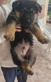 Cuccioli pastore tedesco
