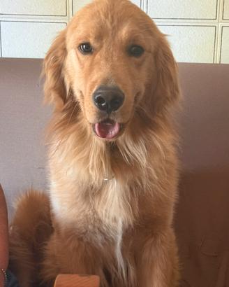 Golden Retriever americano X accoppiamento