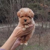 Maltipoo mini coreano