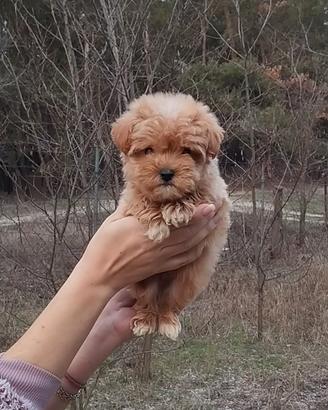 Maltipoo mini coreano