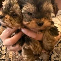 Disponibilità di cuccioli di yorky