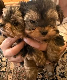 Disponibilità di cuccioli di yorky