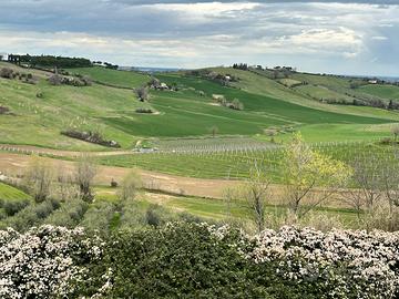 Terreno agricolo seminativo e ulivi