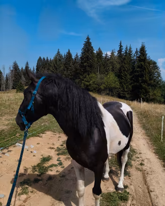 Cavallo stallone