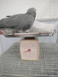 Pappagallo cenerino docilissimo XXL parlante