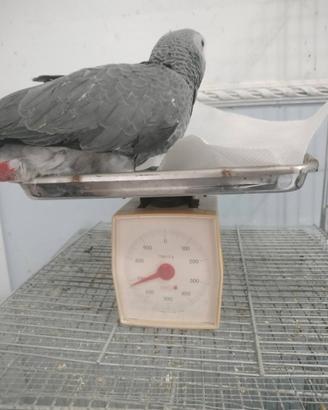 Pappagallo cenerino docilissimo XXL parlante