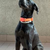 Labrador setter