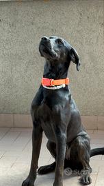 Labrador setter