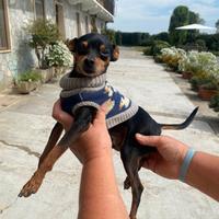Pinscher nano