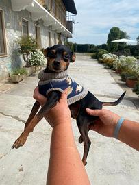 Pinscher nano