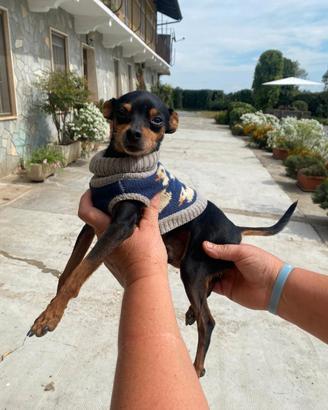 Pinscher nano