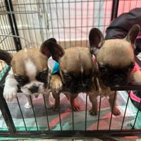 Bulldog francese