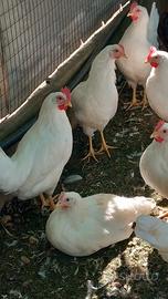 Galline Livornesi