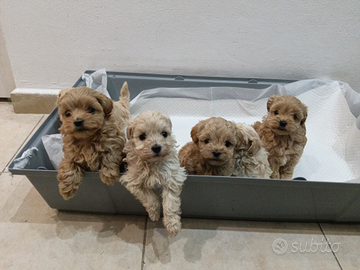 Maltipoo mini Toy