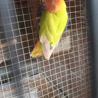 Inseparabili roseicollis