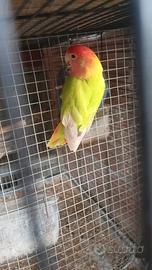 Inseparabili roseicollis