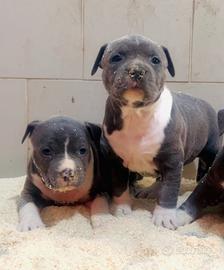 Cuccioli cane Amstaf