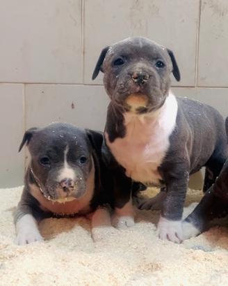 Cuccioli cane Amstaf