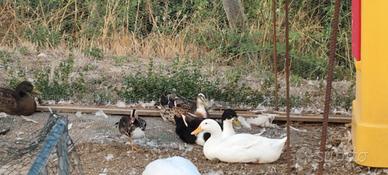 Papere maschi a 25 euro l'uno diverse specie