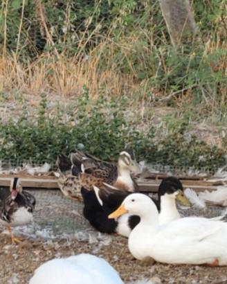 Papere maschi a 25 euro l'uno diverse specie
