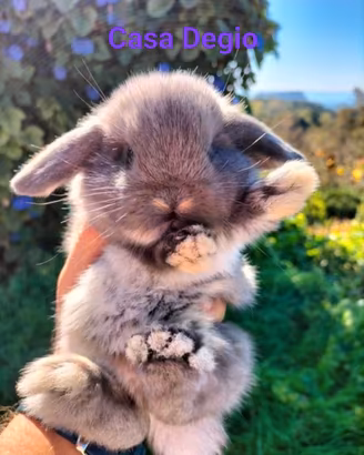 Conigli ariete nano mini lop