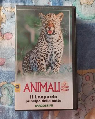 Videocassetta VHS Documentario su Leopardo