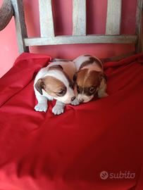 Cuccioli jack russell