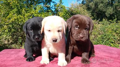 Cuccioli di labrador