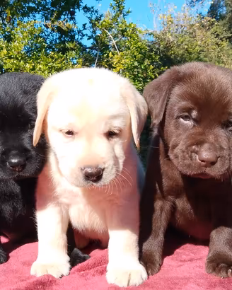 Cuccioli di labrador