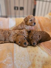 Cuccioli Barboncino toy