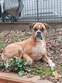 BIRRA boxer fulvo molto bello