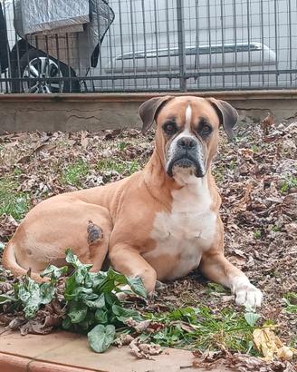 BIRRA boxer fulvo molto bello