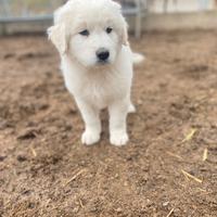 Cuccioli pastore maremmano