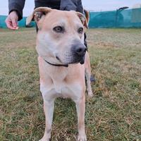 Aaron, 3 anni Dolce e socievole,