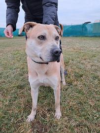 Aaron, 3 anni Dolce e socievole,