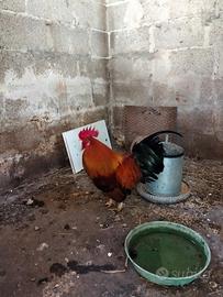 Gallo pollaio