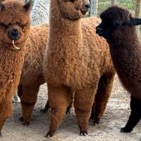 Alpaca per fattorie didattiche