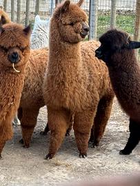 Alpaca per fattorie didattiche