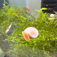 Lumache per acquario