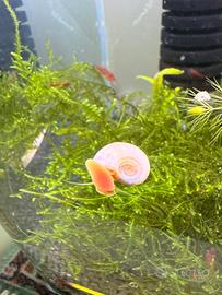 Lumache per acquario