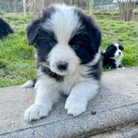 Cuccioli di border collie