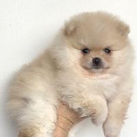 Volpini di Pomerania Enci