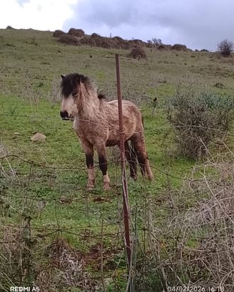 Pony