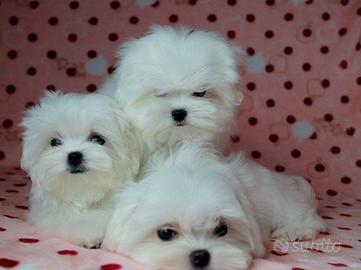 Cuccioli di maltese