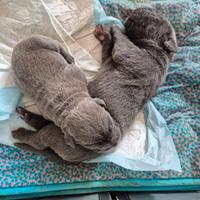 Cuccioli di cane corso con pedigree enci