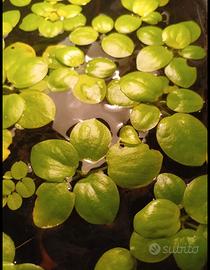 Piante per acquario 