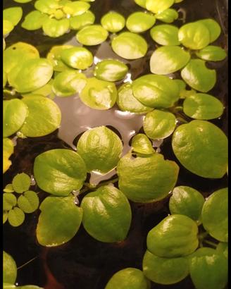 Piante per acquario 